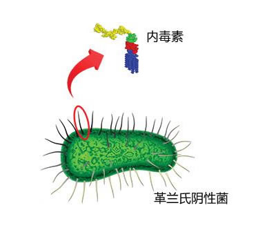為什么農村的孩子不容易過敏