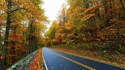 秋天樹葉為什么會(huì)變黃