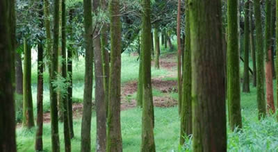 為什么樹(shù)干是圓的