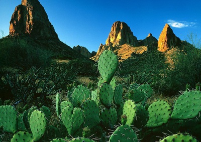 為什么仙人掌能在沙漠里存活