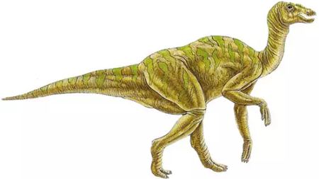 為什么竹子中間是空心的呢?