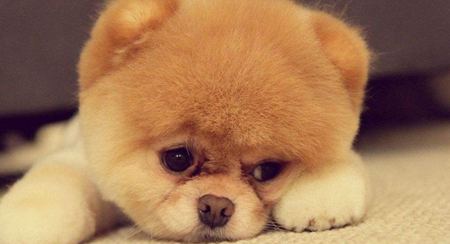 為什么動物的皮毛顏色都不一樣？