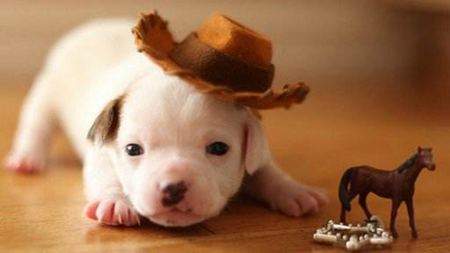 為什么動物的皮毛顏色都不一樣？