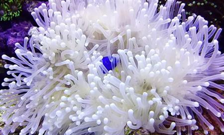 ?？侵参镞€是動(dòng)物,海葵能吃嗎
