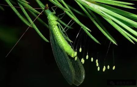 為什么說草蛉是“除害能手”呢？