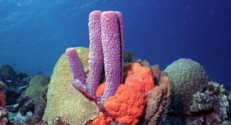 為什么說海綿是動(dòng)物？