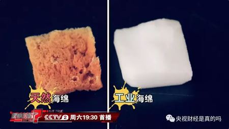 為什么說海綿是動(dòng)物？