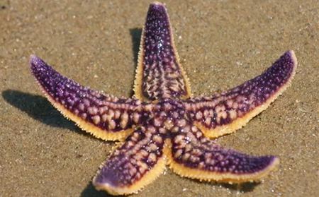 為什么海星是奇妙的動物呢？