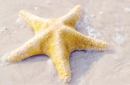 為什么海星是奇妙的動物呢？