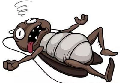 為什么說蟑螂是現(xiàn)存最古老的昆蟲？