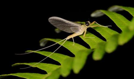 蜉蝣為什么只能活一天？