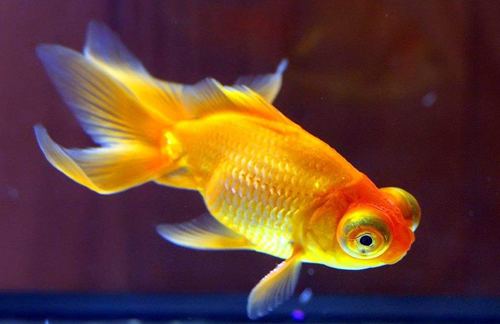 養(yǎng)金魚為什么要特別注意用水