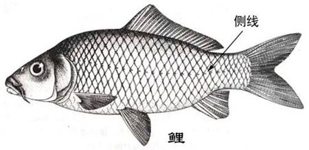為什么魚的身體上有兩條側(cè)線？