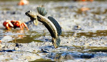 世界上有會爬樹的魚嗎？