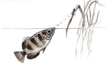 射水魚如何射中獵物？