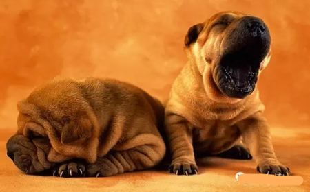 動物打哈欠是什么意思?