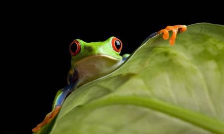 為什么說(shuō)青蛙有功也有過(guò)？