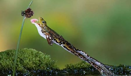 為什么說(shuō)青蛙有功也有過(guò)？