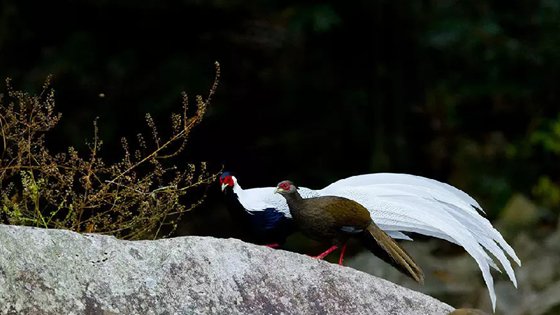 為什么雄鳥比雌鳥漂亮？