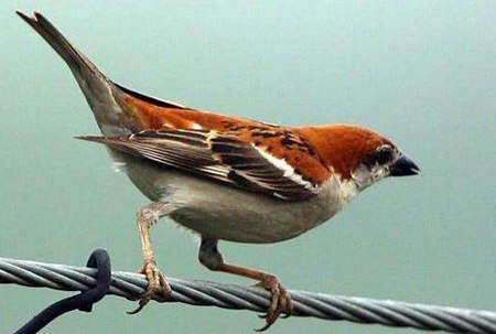 麻雀是益鳥還是害鳥？