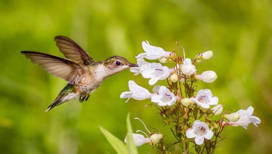 為什么蜂鳥可以倒著飛？