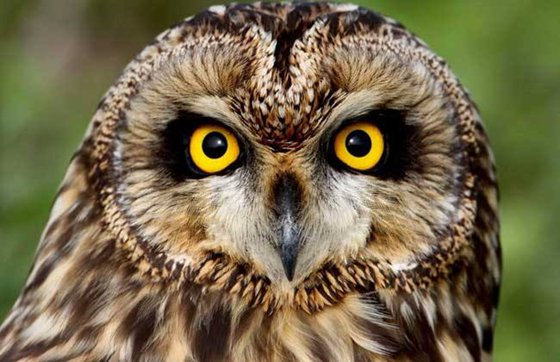 鳥兒為什么要唱歌,小鳥歌唱的原因