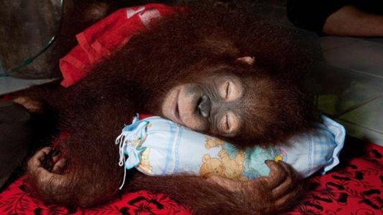 動(dòng)物會(huì)做夢(mèng)嗎,動(dòng)物做夢(mèng)會(huì)夢(mèng)到什么