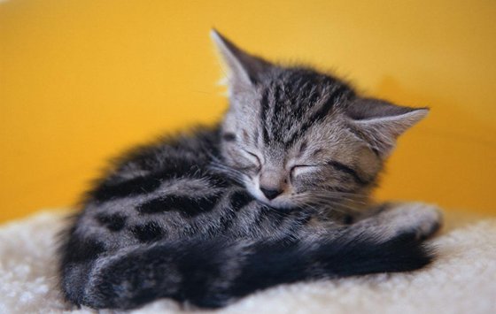 動(dòng)物會(huì)做夢(mèng)嗎,動(dòng)物做夢(mèng)會(huì)夢(mèng)到什么