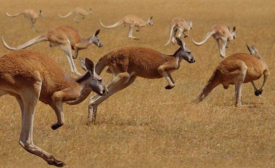 袋鼠為什么要跳著走？