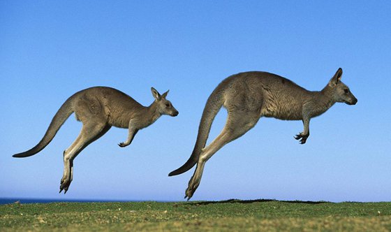 袋鼠為什么要跳著走？