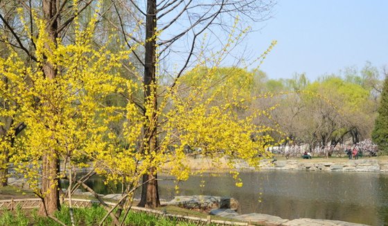 為什么春天最早開的花大多是黃顏色