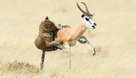 為什么豹子把食物搬到樹上