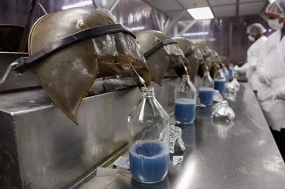 為什么鱟的血液是藍(lán)色的