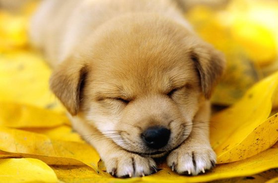 為什么狗睡覺前要繞幾個圈子？