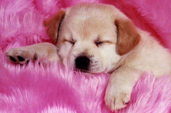 為什么狗睡覺前要繞幾個圈子？