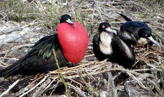 為什么軍艦鳥(niǎo)被稱(chēng)為強(qiáng)盜鳥(niǎo),軍艦鳥(niǎo)能飛幾十天的秘密