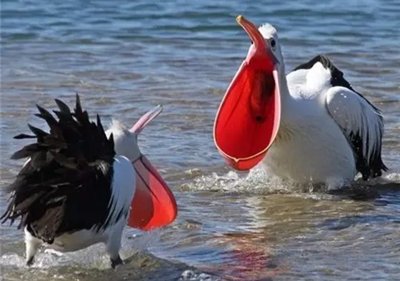 鵜鶘是什么鳥,你了解鵜鶘嗎