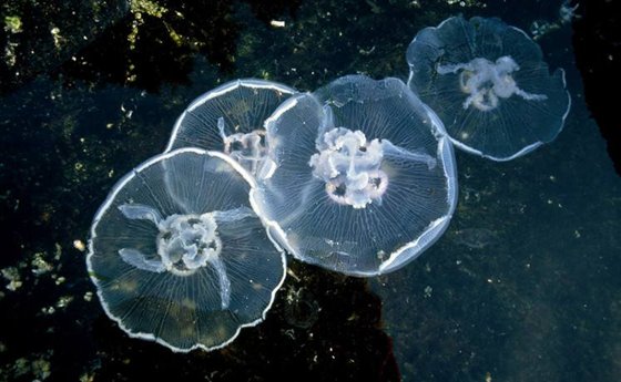 為什么水母可以預(yù)測(cè)風(fēng)暴