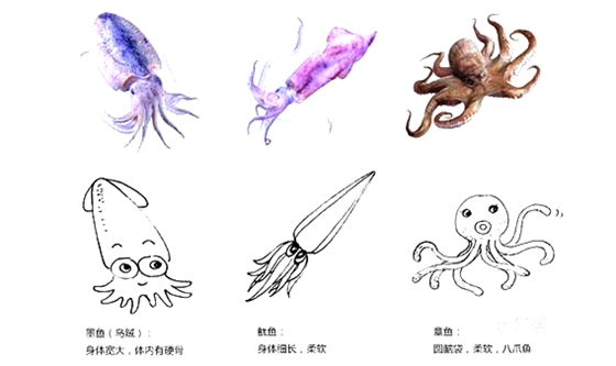 章魚真的沒有身子嗎,章魚的身體結(jié)構(gòu)