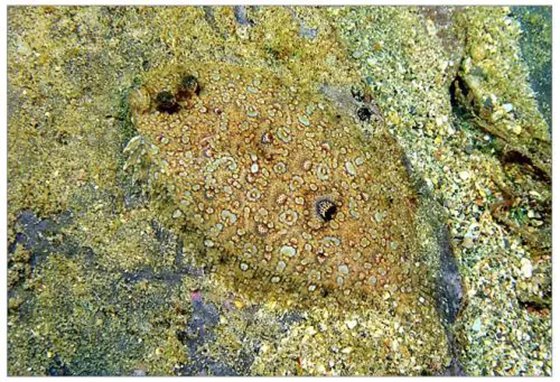 為什么比目魚(yú)會(huì)變色,比目魚(yú)變色原理