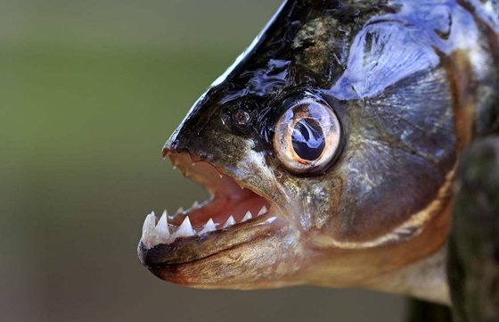 為什么食人魚(yú)能吃人,食人鯧真的吃人嗎