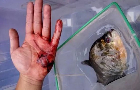 為什么食人魚(yú)能吃人,食人鯧真的吃人嗎