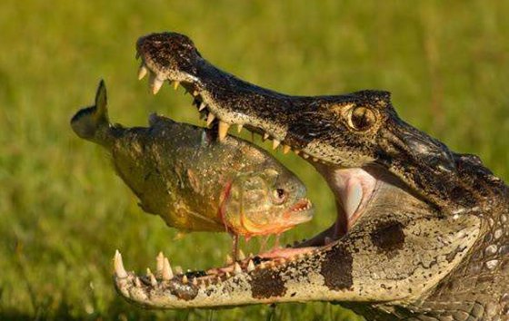 為什么食人魚(yú)能吃人,食人鯧真的吃人嗎