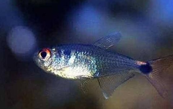 燈籠魚為什么能發(fā)光