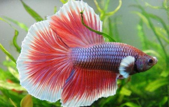 斗魚(yú)為什么愛(ài)打架