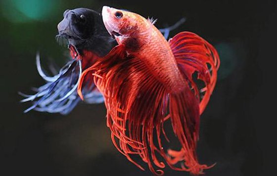 斗魚(yú)為什么愛(ài)打架