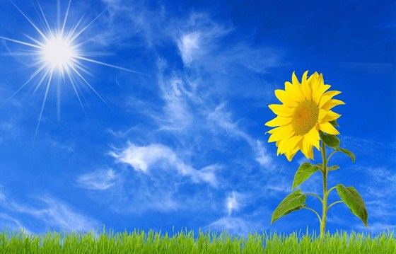 向日葵為什么會(huì)隨著太陽轉(zhuǎn),向日葵晚上怎么轉(zhuǎn)回來