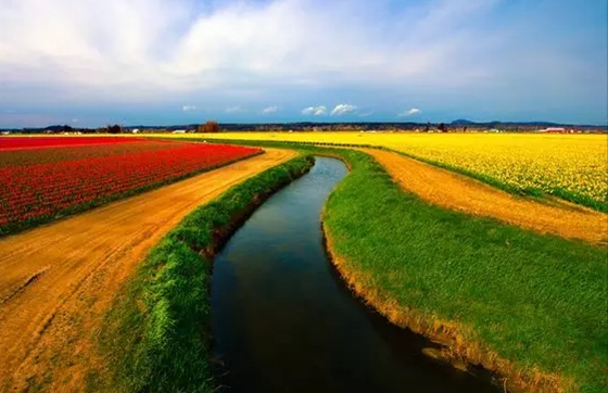 郁金香的故鄉(xiāng)在哪里,郁金香的原產(chǎn)地