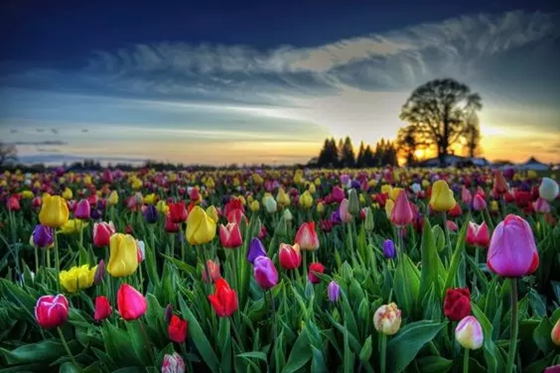 郁金香的故鄉(xiāng)在哪里,郁金香的原產(chǎn)地