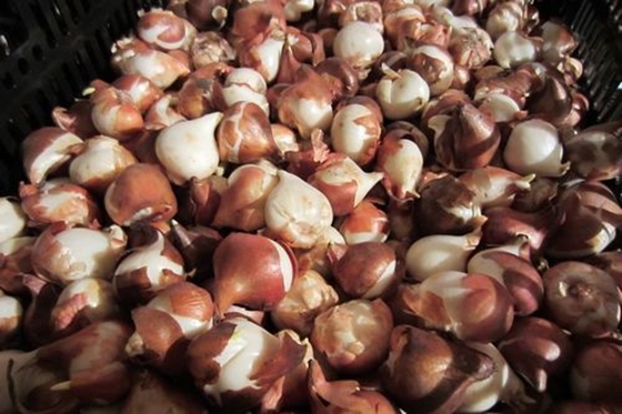 郁金香的故鄉(xiāng)在哪里,郁金香的原產(chǎn)地